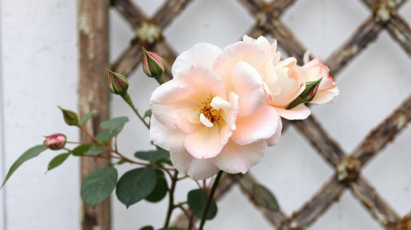 Techniques essentielles pour maximiser la floraison des rosiers anciens
